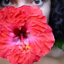 Hibiscus rosa sinensis, 2010 Angela Tiatia Hibiscus rosa sinensis, 2010 Angela Tiatia